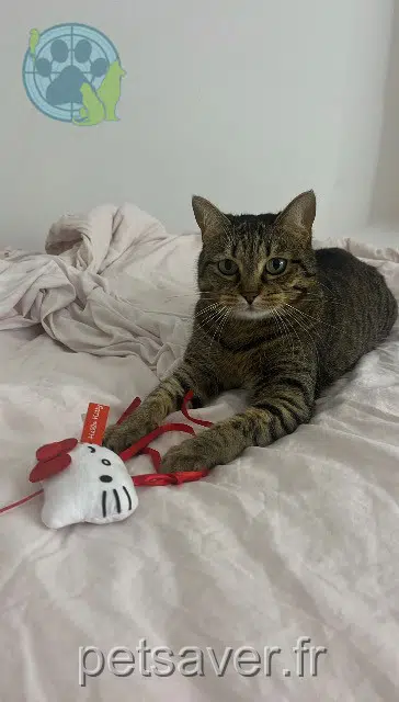 chatte lost   91070 Bondoufle Sweetie