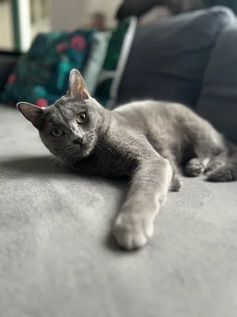 chatte lost   91560 Crosne Tahiti