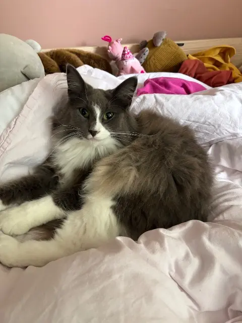 chatte lost   91370 Verrières-le-Buisson Tallula