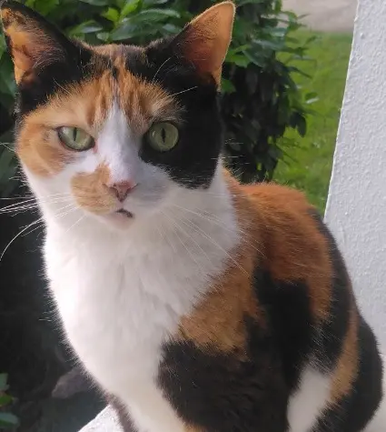 chatte lost   91260 Juvisy-sur-Orge Tallulah