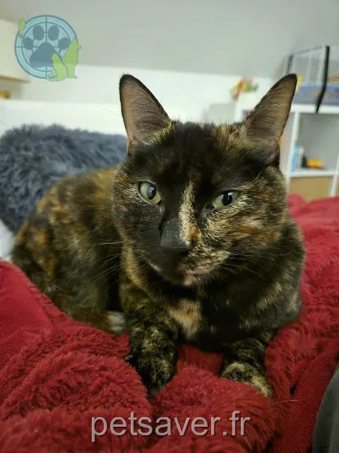 gata lost   91940 Gometz-le-Châtel Thaama