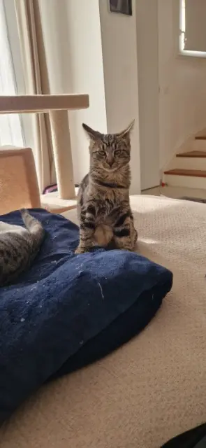 chatte lost   91650 Breuillet Titoune