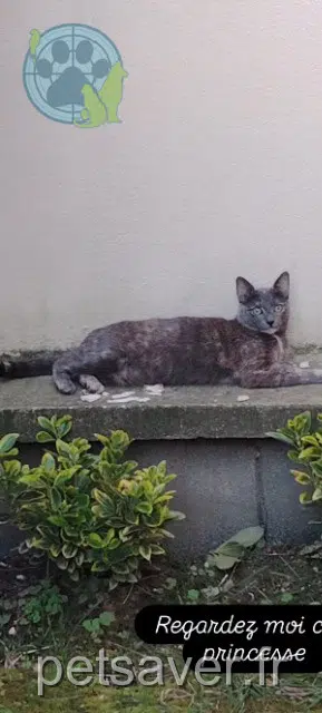 chatte lost   91290 Arpajon Tokyo