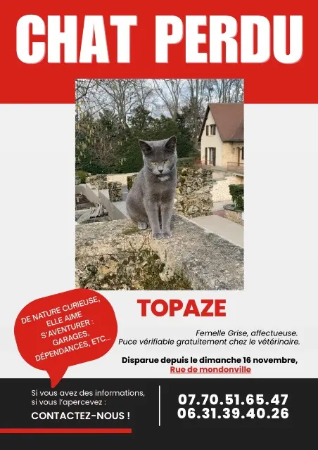 chatte perdue 91290 Arpajon Topaze chatte lost 91290 Arpajon Topaze