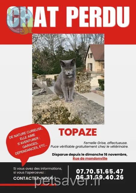cat lost 91290 Arpajon Topaze cat lost 91290 Arpajon Topaze