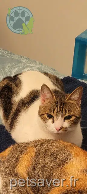 chatte lost   91390 Morsang-sur-Orge Trixie