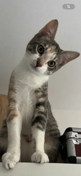 Chatte Perdue 91 Essonne - Uly Chatte Perdue 91 Essonne - Uly