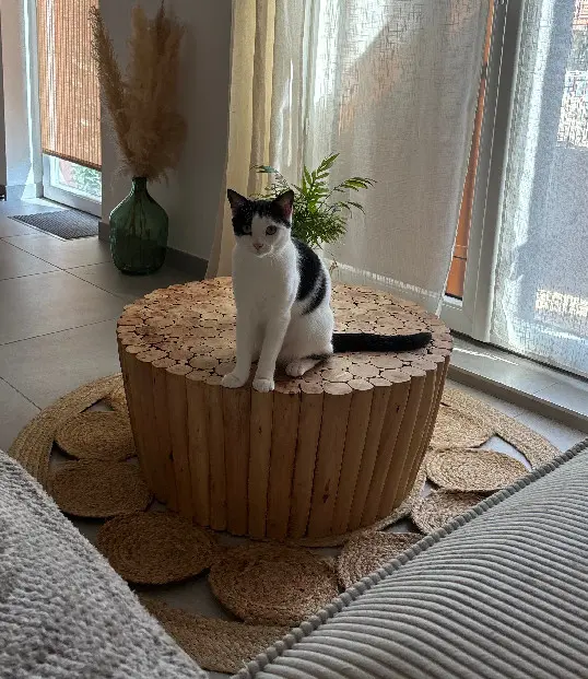 Chatte Perdue 91 Essonne - Uma Chatte Perdue 91 Essonne - Uma