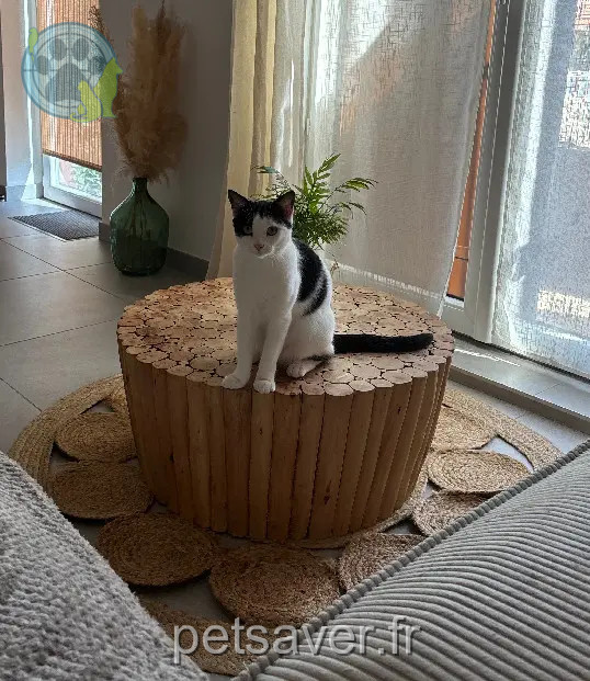 Chatte Perdue 91 Essonne - Uma Chatte Perdue 91 Essonne - Uma