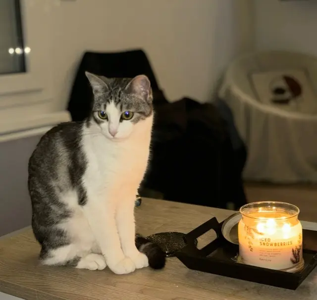 chatte lost   91470 Pecqueuse Umy