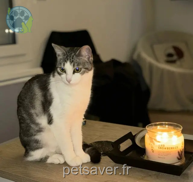 gata perdida 91470 Pecqueuse Umy gata lost 91470 Pecqueuse Umy