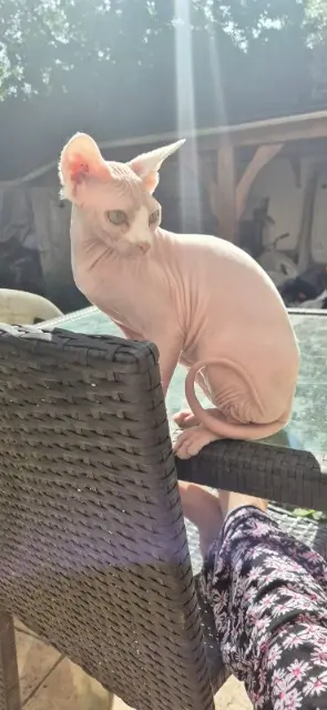chatte lost   91390 Morsang-sur-Orge Vanina
