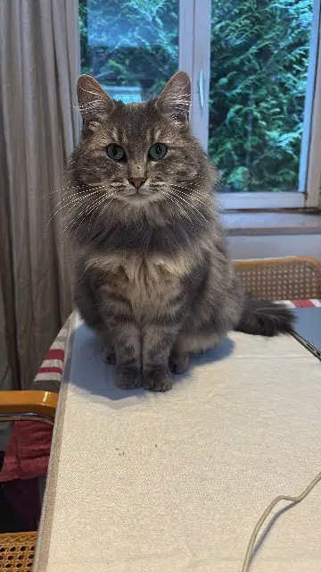 chatte lost   91150 Étampes Venus