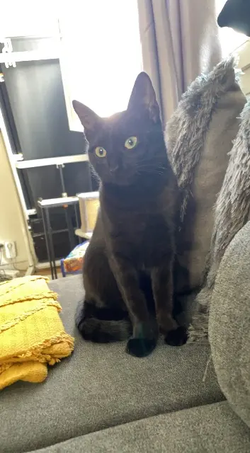 chatte lost   91200 Athis-Mons Vicky
