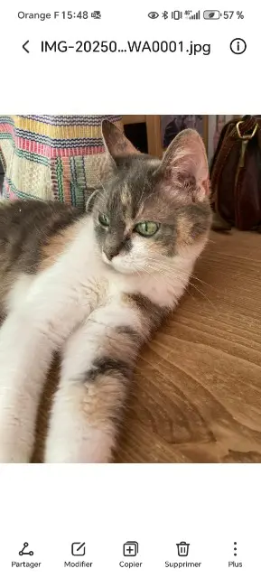 chatte lost   91210 Draveil Youbaba