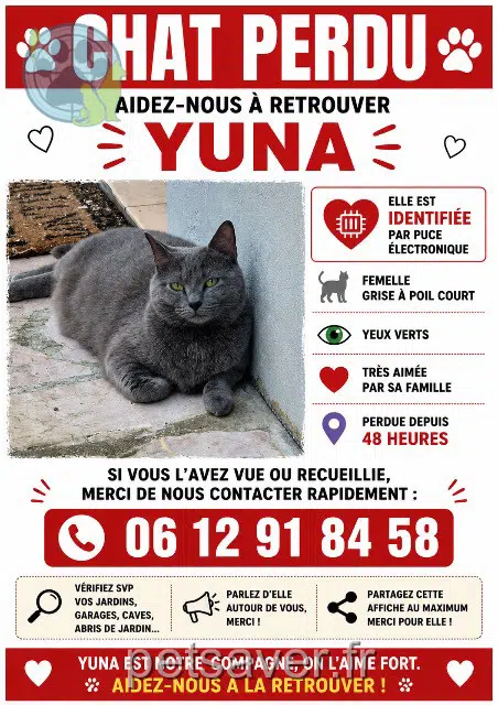 chatte lost   91170 Viry-Châtillon Yuna