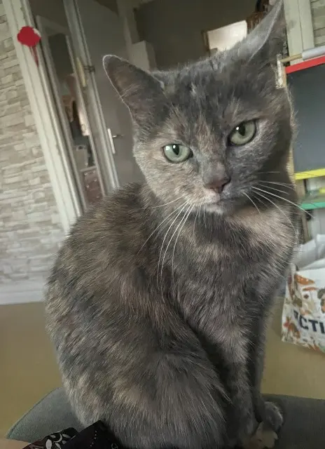 chatte lost   91490 Moigny-sur-École Yuna