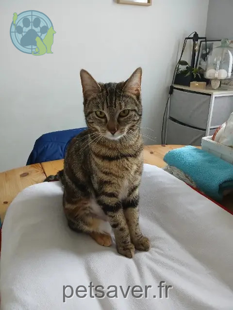 chatte perdue 91400 Saclay Yuna chatte lost 91400 Saclay Yuna