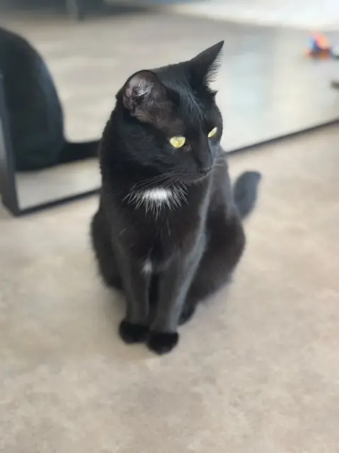 chatte lost   91070 Bondoufle Zia