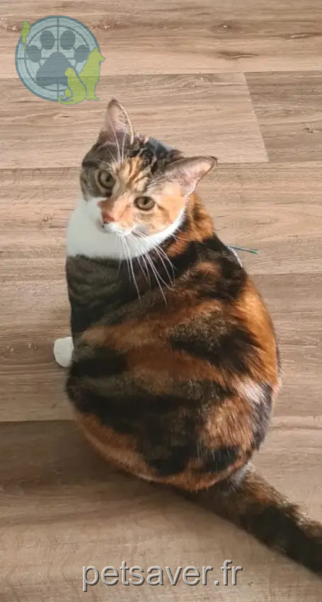 Chatte Perdue 91 Essonne Chatte Perdue 91 Essonne