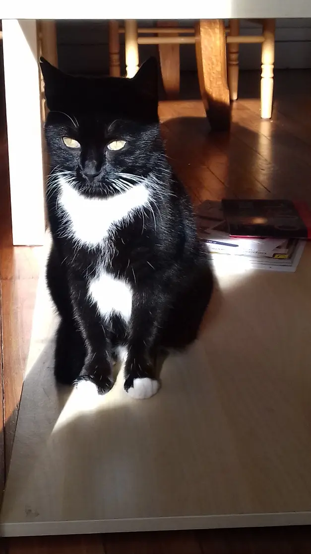 Chatte Perdue 91 Essonne Chatte Perdue 91 Essonne