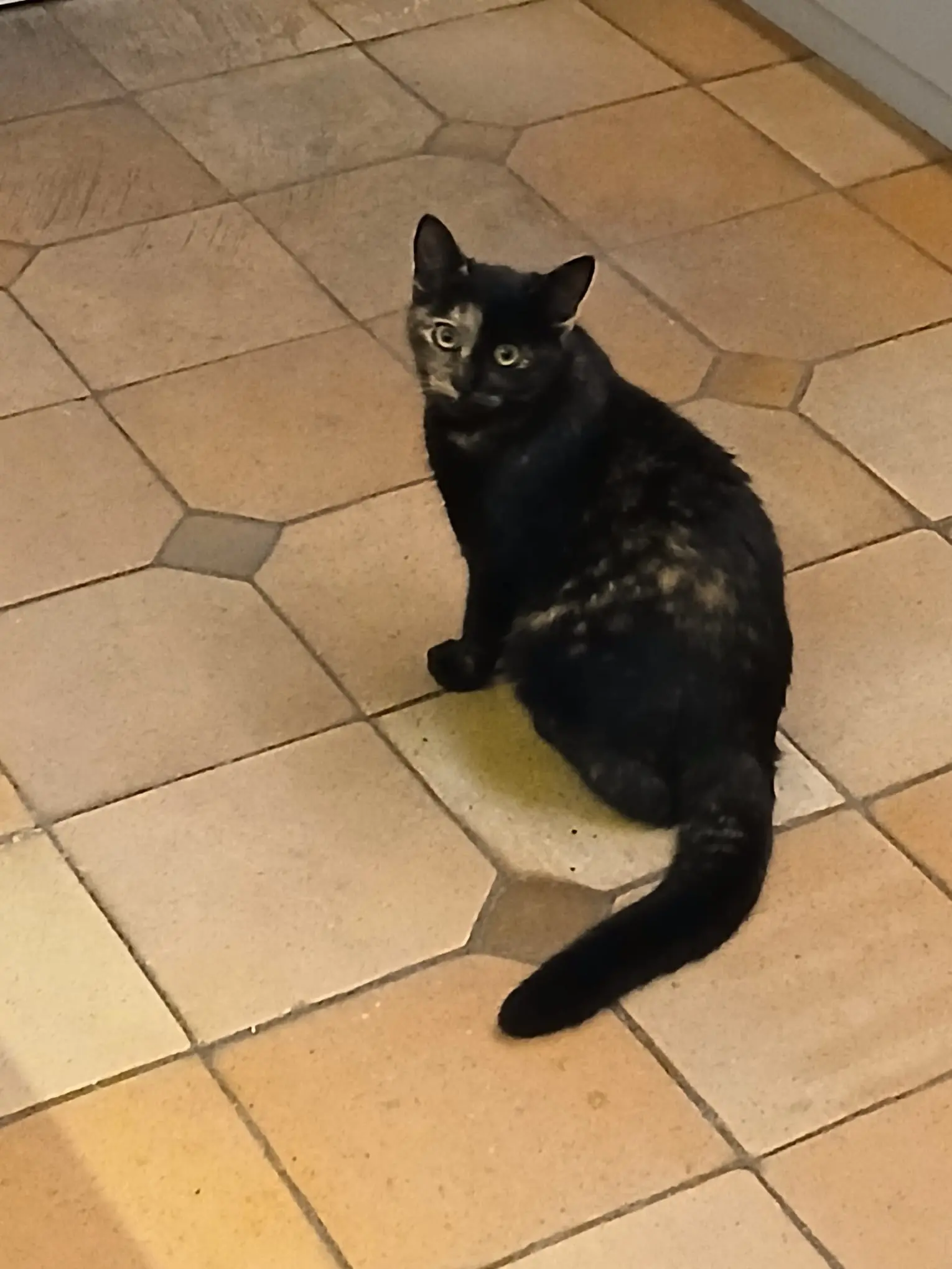 Chatte Perdue 91 Essonne Chatte Perdue 91 Essonne