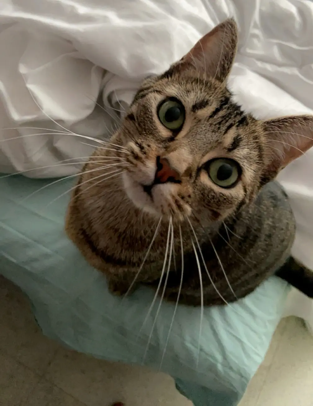 Chatte Perdue 91 Essonne Chatte Perdue 91 Essonne