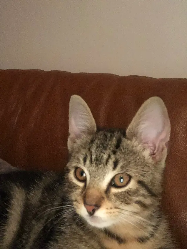 Chatte Perdue 91 Essonne Chatte Perdue 91 Essonne