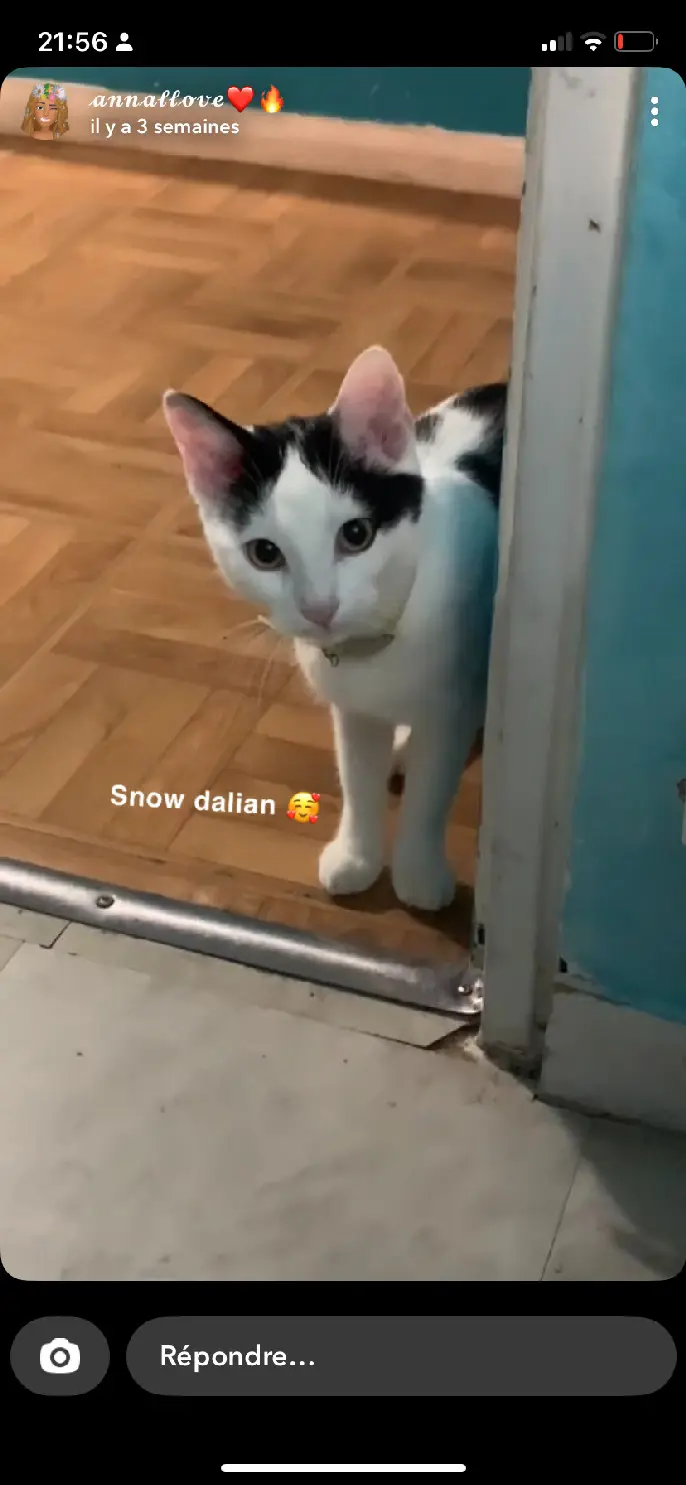 Chatte Perdue 91 Essonne Chatte Perdue 91 Essonne