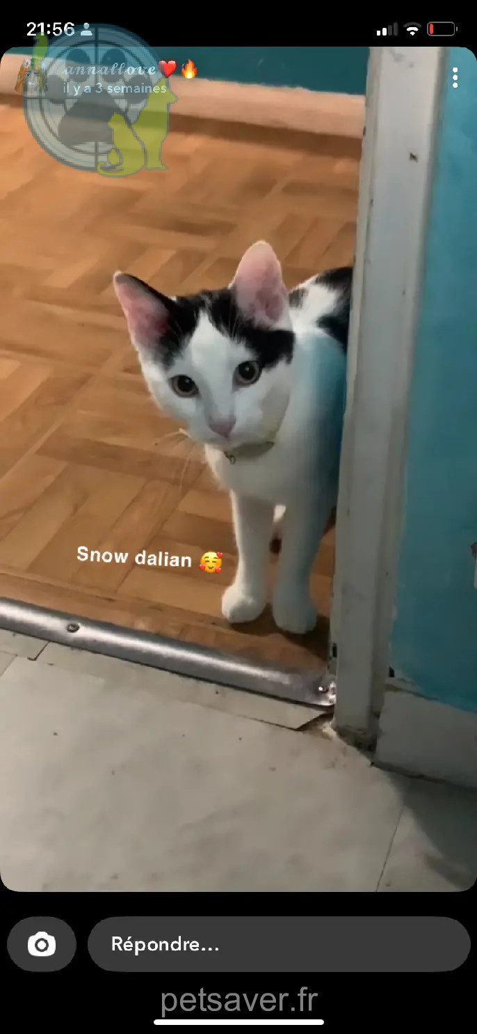 Chatte Perdue 91 Essonne Chatte Perdue 91 Essonne