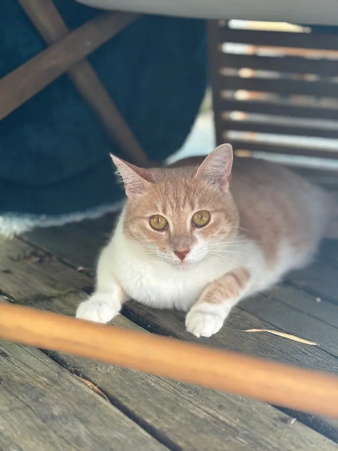 Chatte Perdue 91 Essonne Chatte Perdue 91 Essonne
