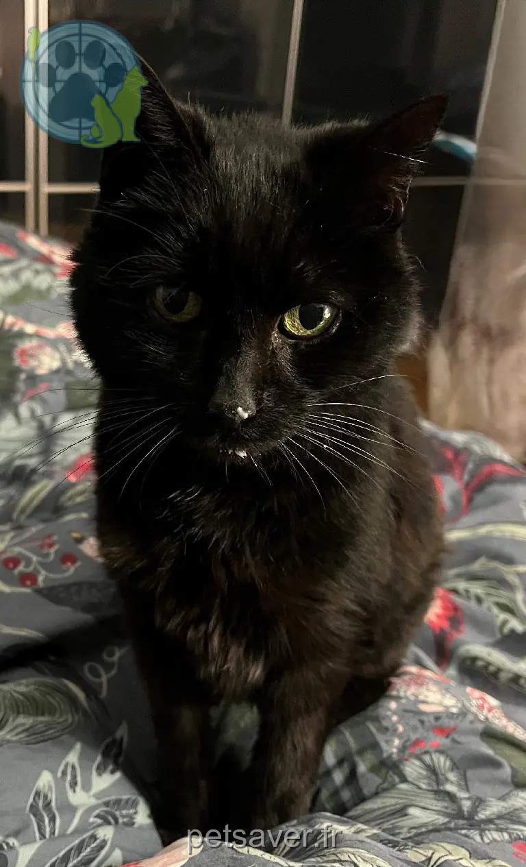 Chatte Perdue 91 Essonne Chatte Perdue 91 Essonne