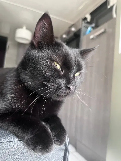 chatte lost   91310 Longpont-sur-Orge Étiquette