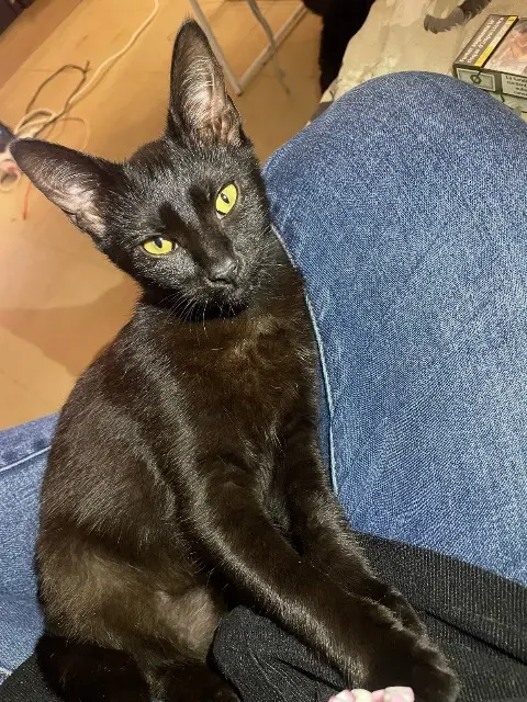 chatte lost   92220 Bagneux Afida