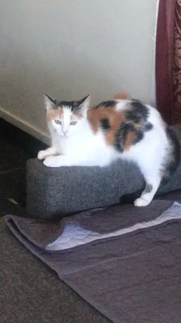 chatte lost   92220 Bagneux Akira