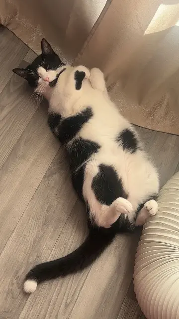 chatte lost   92390 Villeneuve-la-Garenne Batata