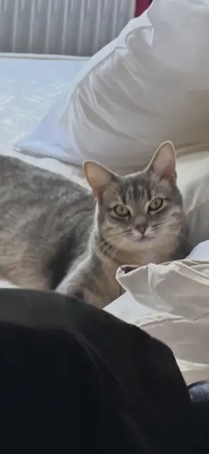 chatte lost   92110 Clichy Baya