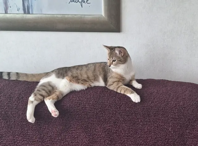 chatte lost   92600 Asnières-sur-Seine Beifong
