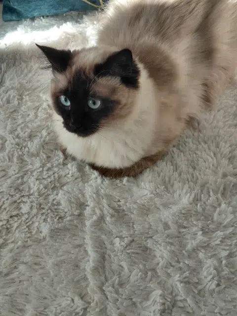 chatte lost   92500 Rueil-Malmaison Blanca