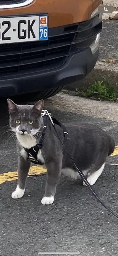 Chatte Perdue 92 Hauts-de-Seine - Blanchette Chatte Perdue 92 Hauts-de-Seine - Blanchette