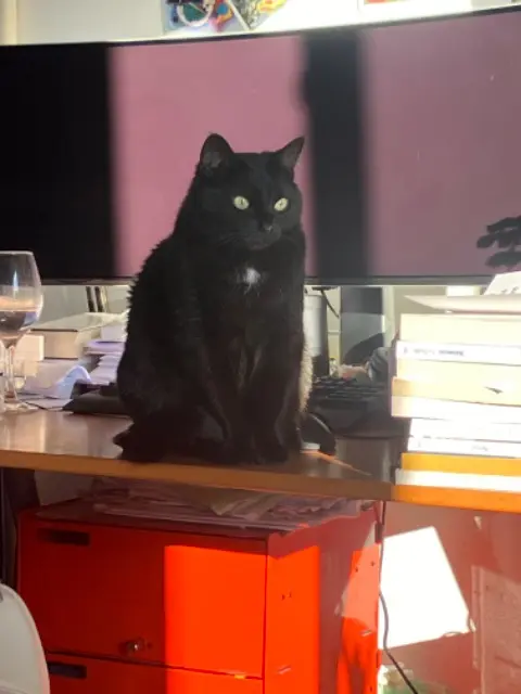chatte lost   92330 Sceaux BOK CHOI