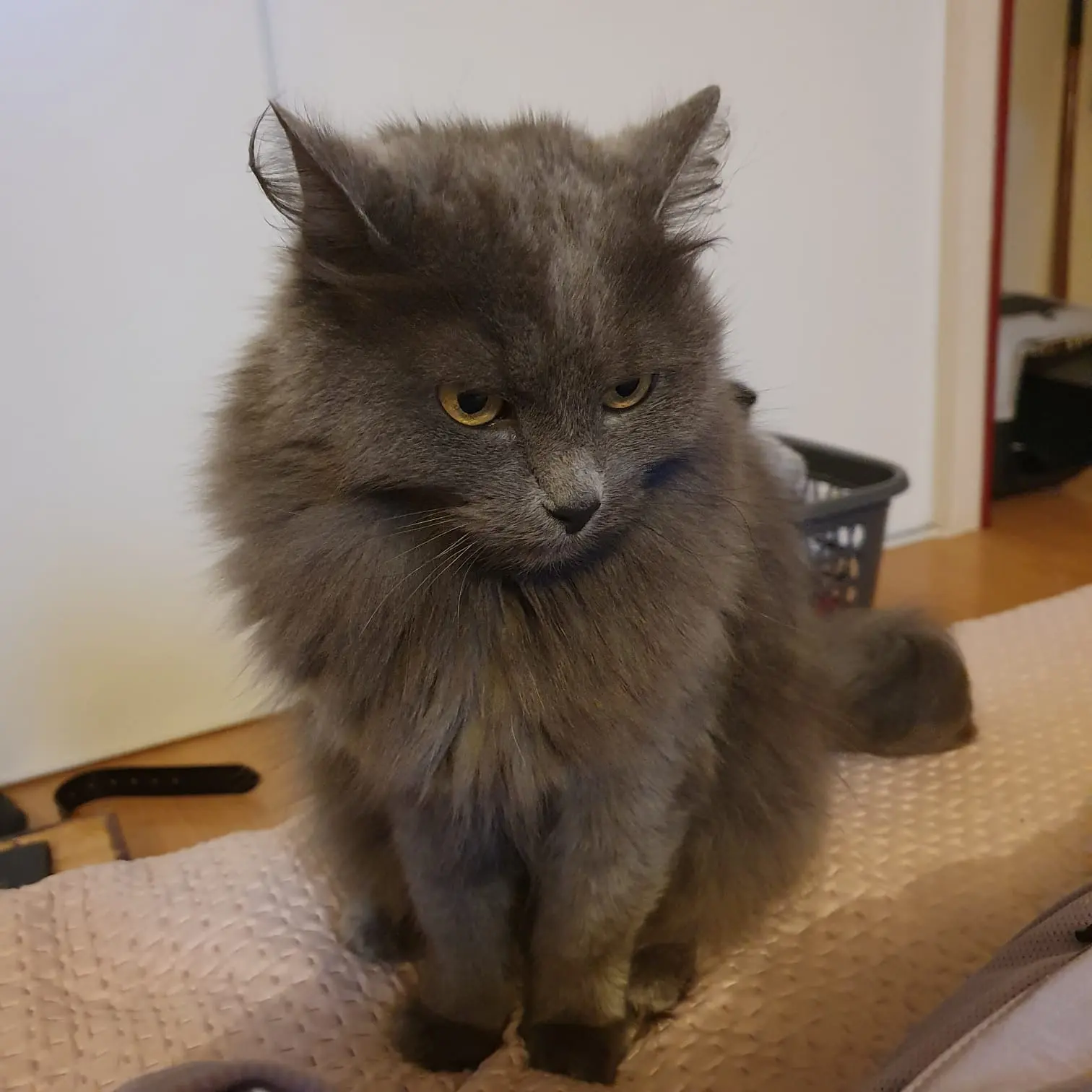 Chatte Perdue 92 Hauts-de-Seine Boulogne-Billancourt - Choupette Chatte Perdue 92 Hauts-de-Seine Boulogne-Billancourt - Choupette