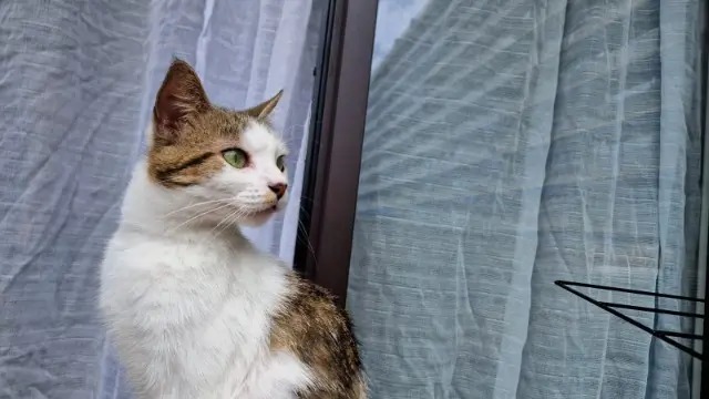 chatte lost   92100 Boulogne-Billancourt Flayou