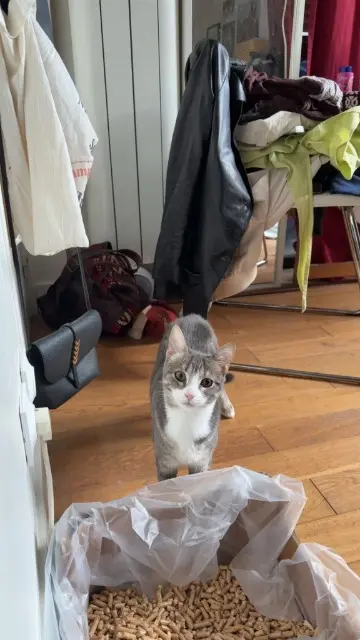 chatte lost   92100 Boulogne-Billancourt Lucie