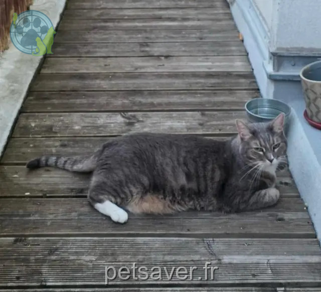 gata perdida 92100 Boulogne-Billancourt Plume gata lost 92100 Boulogne-Billancourt Plume