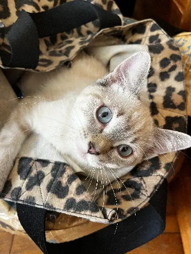 Chatte Perdue 92 Hauts-de-Seine Boulogne-Billancourt Chatte Perdue 92 Hauts-de-Seine Boulogne-Billancourt