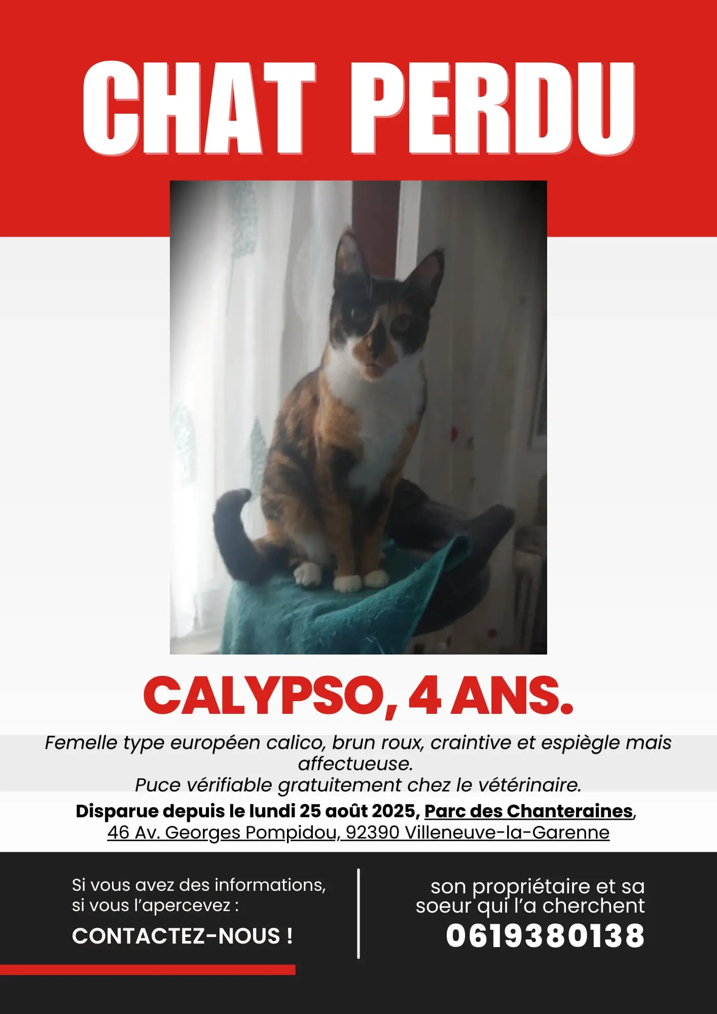 chatte lost   92390 Villeneuve-la-Garenne Calypso