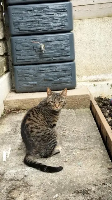 chatte lost   92350 Le Plessis-Robinson Carat