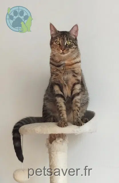 chatte lost    Meudon Cayenne