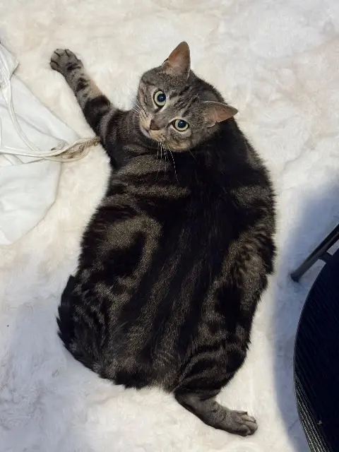 chatte lost   92600 Asnières-sur-Seine Chanel